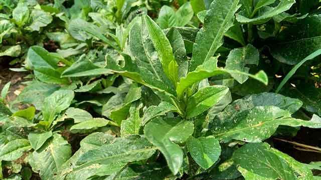 夏日食苦好处多：从中医到民俗，解读苦菜的多重价值