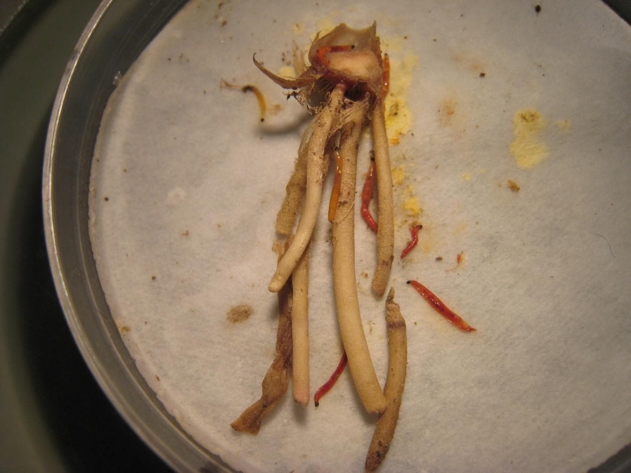 能杀死昆虫的神奇线虫
