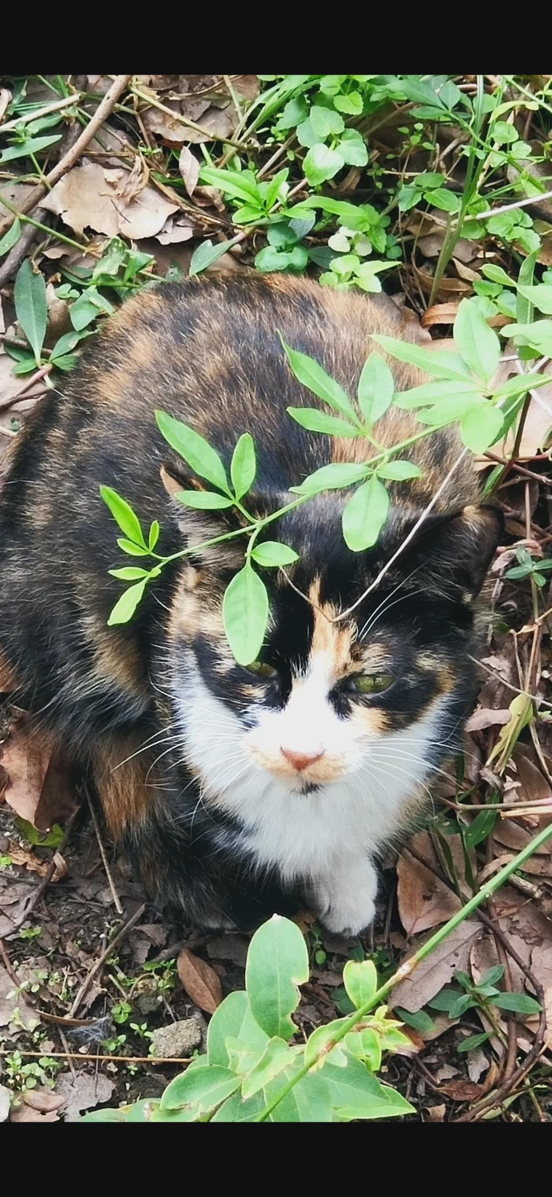 猫咪是非常敏感又可爱的动物，与它们互动时需要注意方式方法。