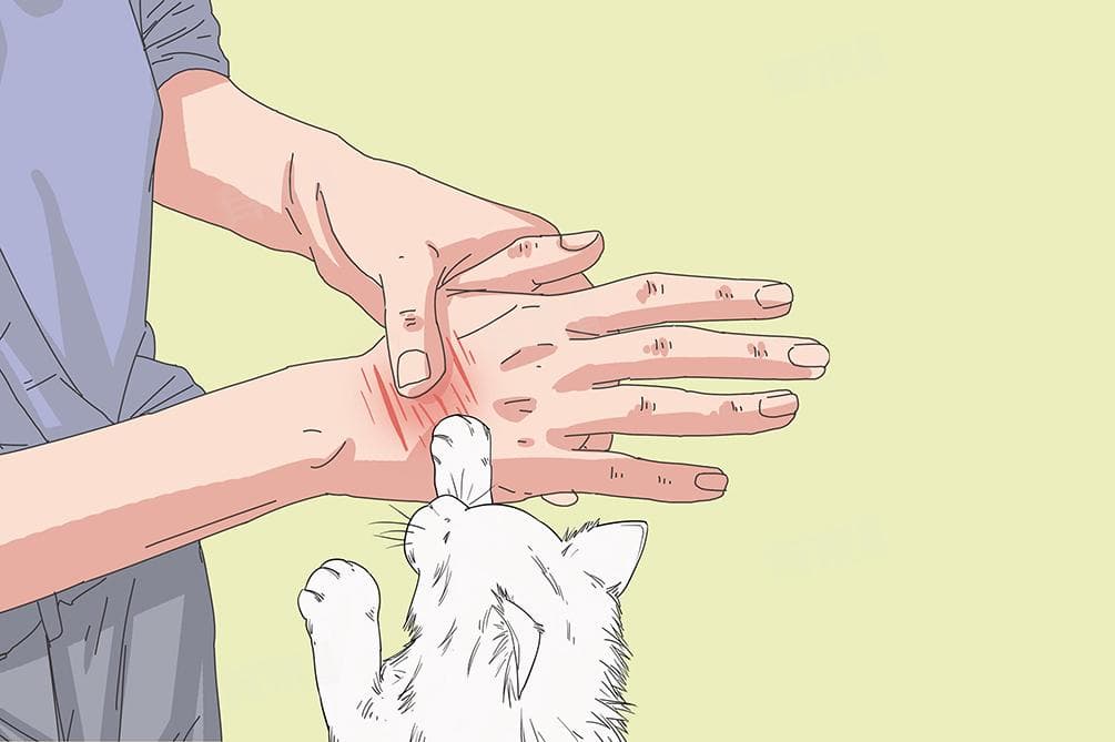 被小猫抓伤出了一道划痕，应该如何处理？