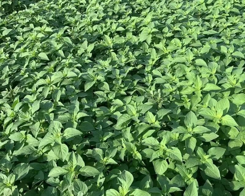 河南荆芥种植指南（最佳种植时间、步骤和注意事项）