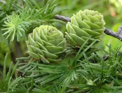 松科落叶松属植物：北半球寒带森林的标志性树种