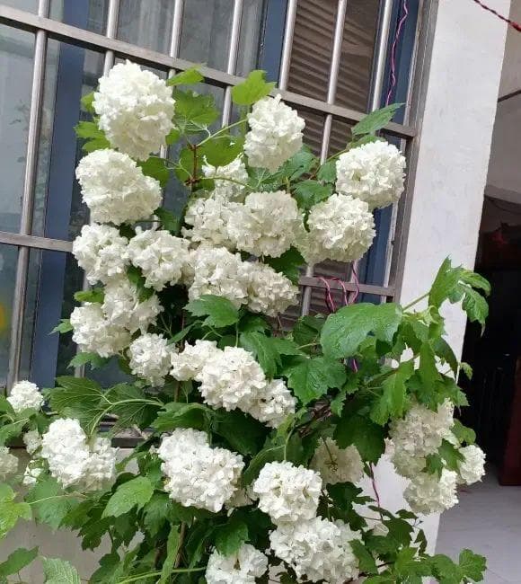 中华木绣球，高端花卉，地栽种植，开花成簇，很适合庭院！