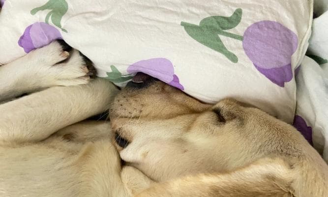 狗狗睡眠全攻略：从时间到环境，让你的爱宠每晚都有好梦