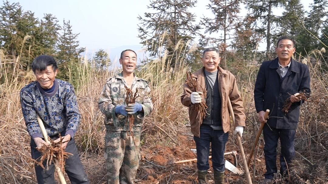 寻大山馈赠 品美味蕨根