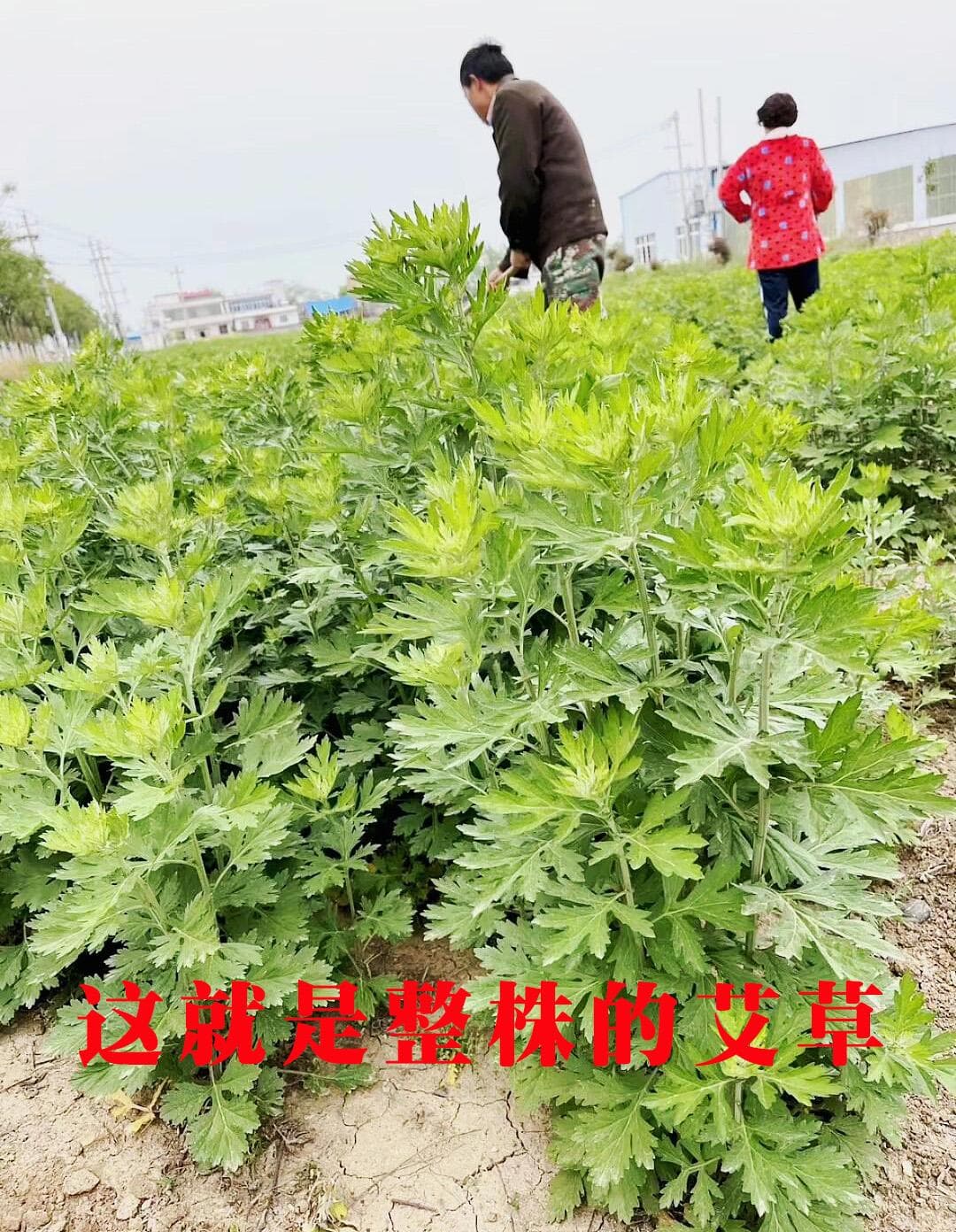 这些植物种在家里能驱虫赏花，种在地里能防虫，你也赶紧试试吧