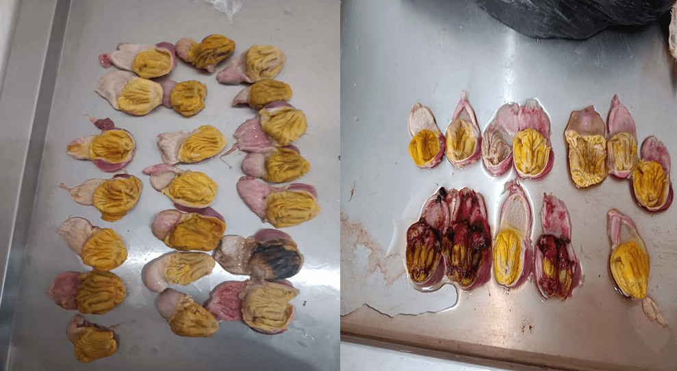 雏鸡腺肌胃炎案例分析及防控措施