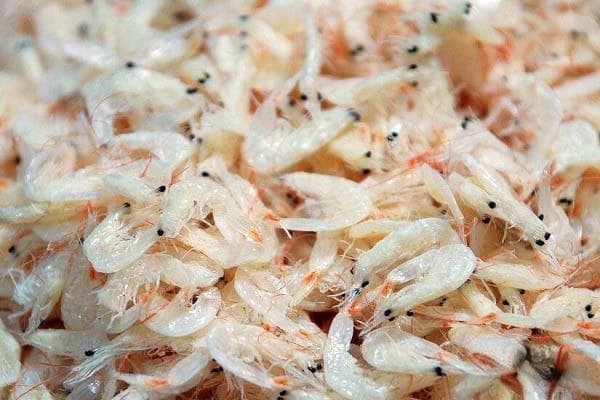 干虾米保存正确方法