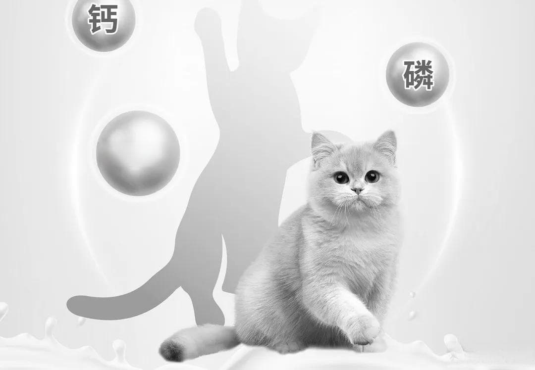 幼猫、成猫、老猫吃什么？看完这篇就会有答案
