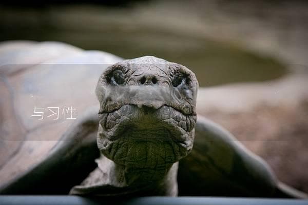 乌龟怎么冬眠？揭秘乌龟冬眠的秘密与习性