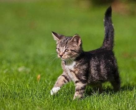 猫咪能记住自己的名字吗？要猫咪记住自己名字有哪些小诀窍？