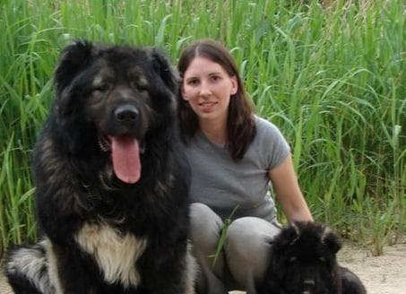 高加索犬的价格及饲养相关知识分享