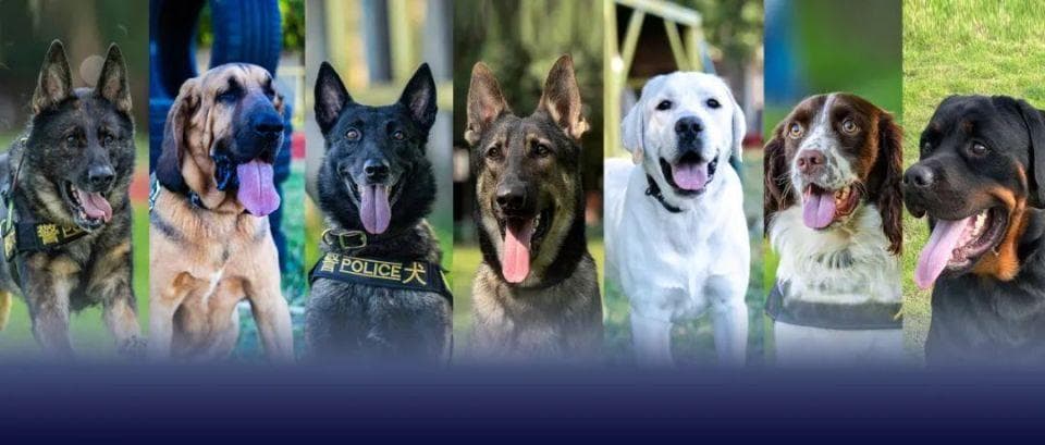 【警犬出击】中国警犬大揭秘——德国牧羊犬、寻血猎犬