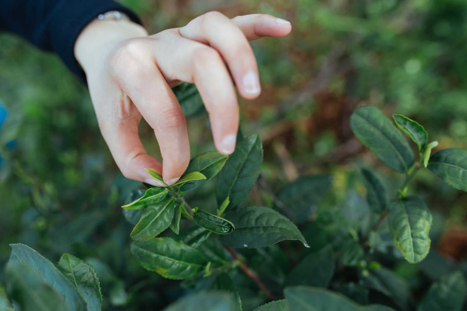 绿色守护：茶园农药使用的科学与责任