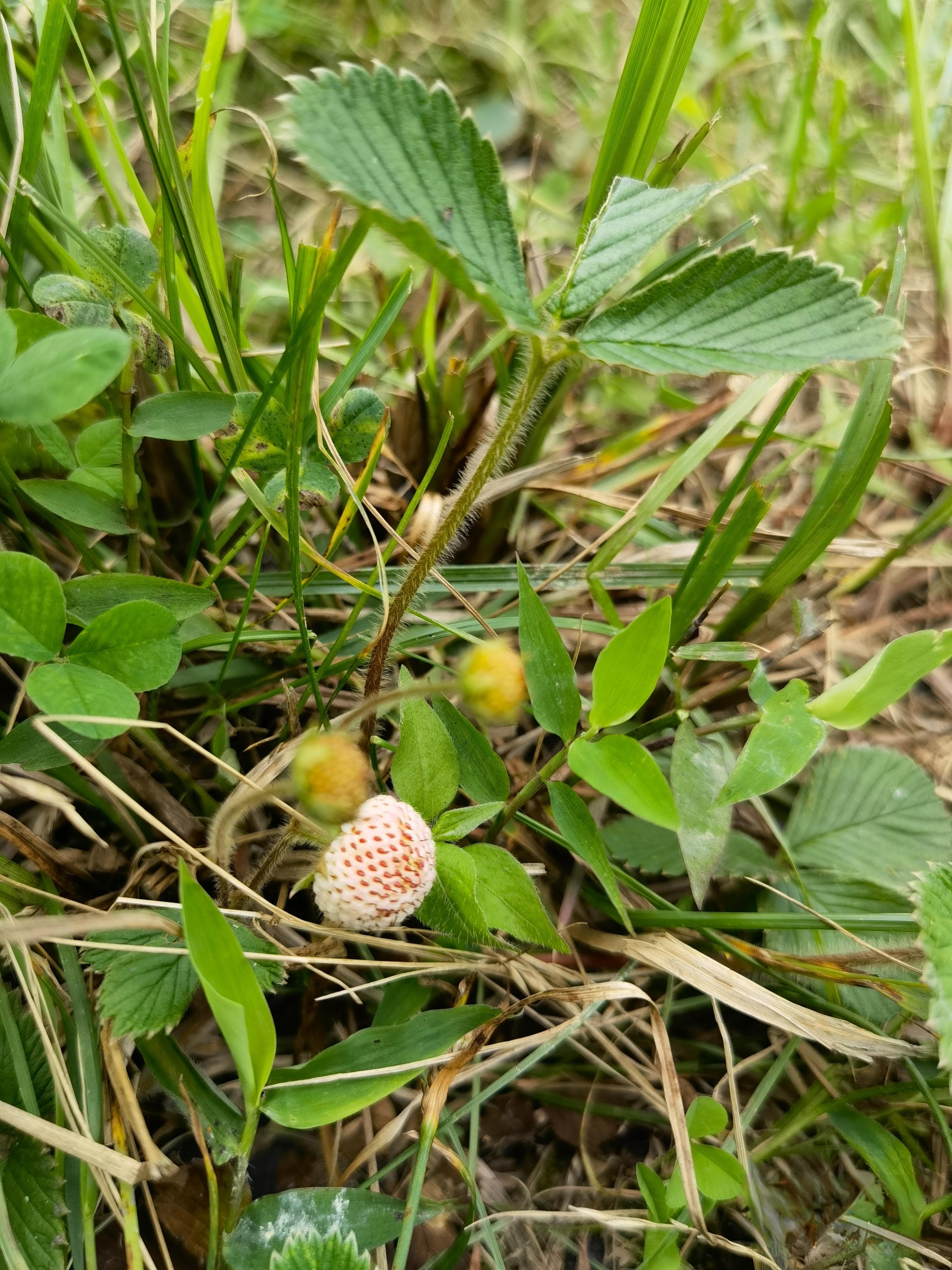 野性贵州 有问必答丨白草莓，长得好，味道美，价值高……
