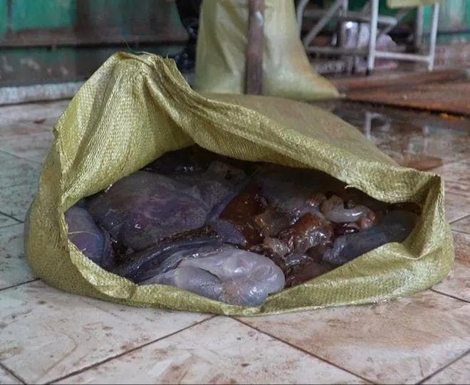 根本抓不完！大量海蜇入侵浙江一电厂，能吃吗？