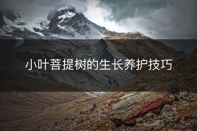 小叶菩提树的生长养护技巧