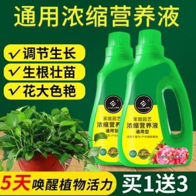 如何自制花卉营养液？多种实用配方详解
