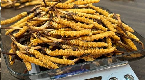新鲜冬虫夏草的营养成分探析