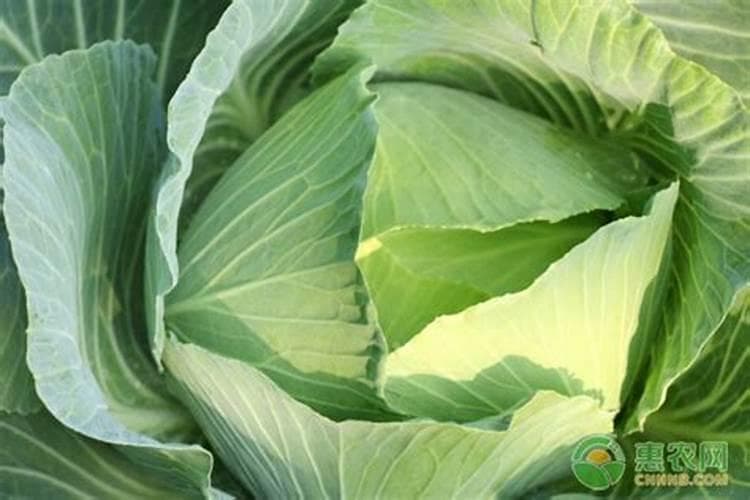不同类别蔬菜的农药防治措施