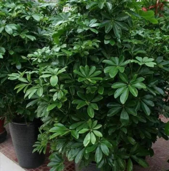 剪个鸭脚木枝条，插土里就能活，养成清新自然小盆栽