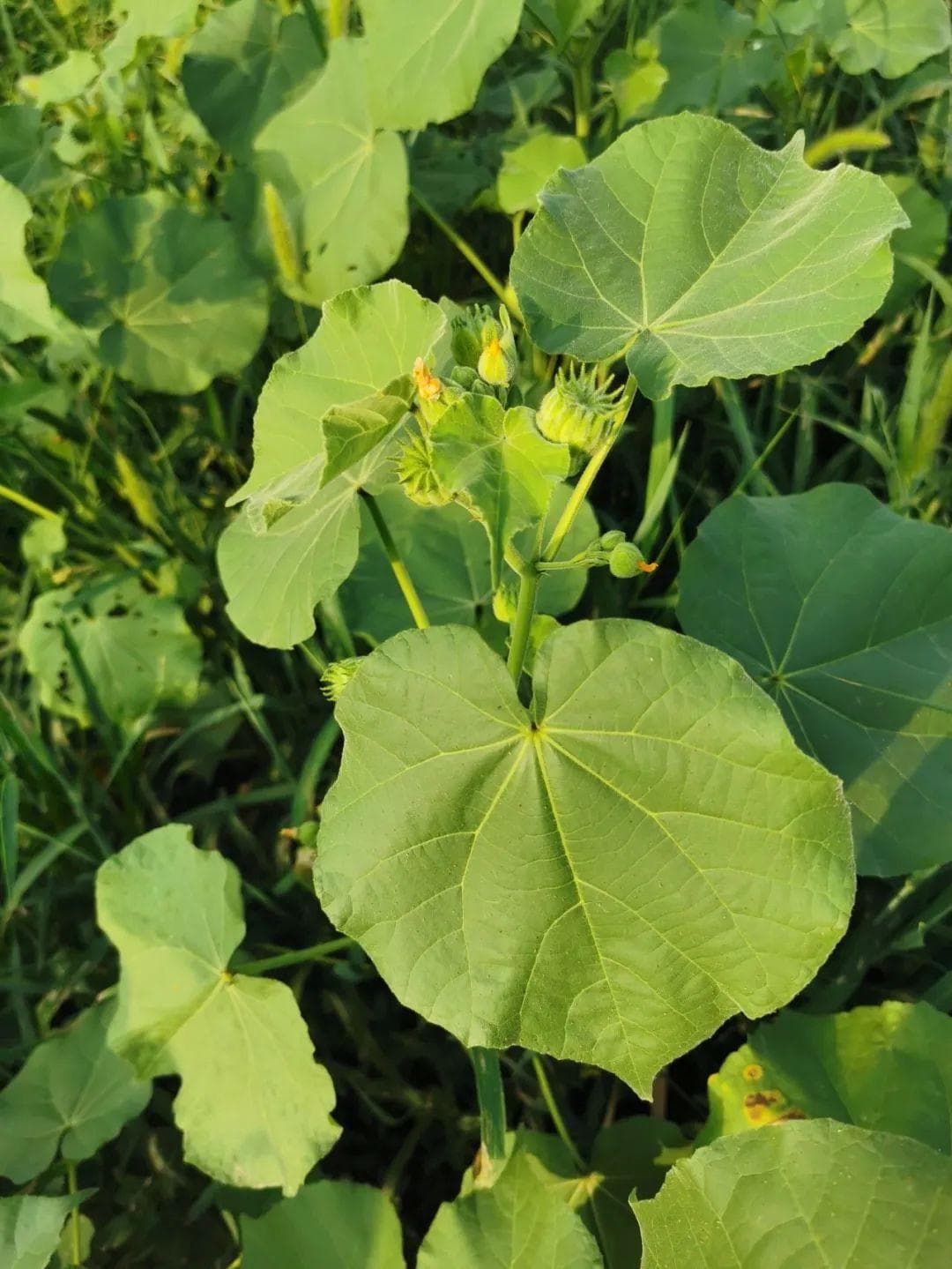 【植物大课堂】苘麻：容易种植，且有一定药物价值的植物