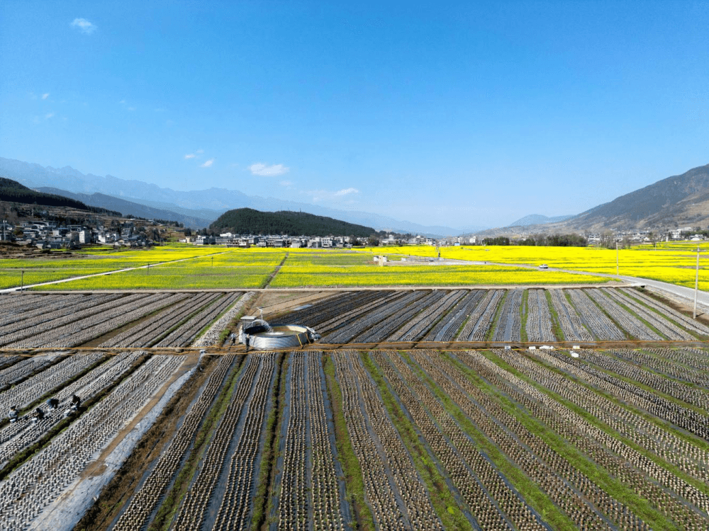 飞地共建、收益共享 德阳旌阳探索非耕地经济振兴新路径