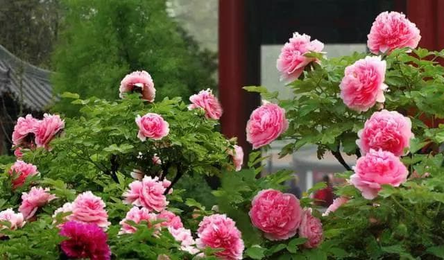 洛阳四月牡丹开 美到心醉 与君共赏