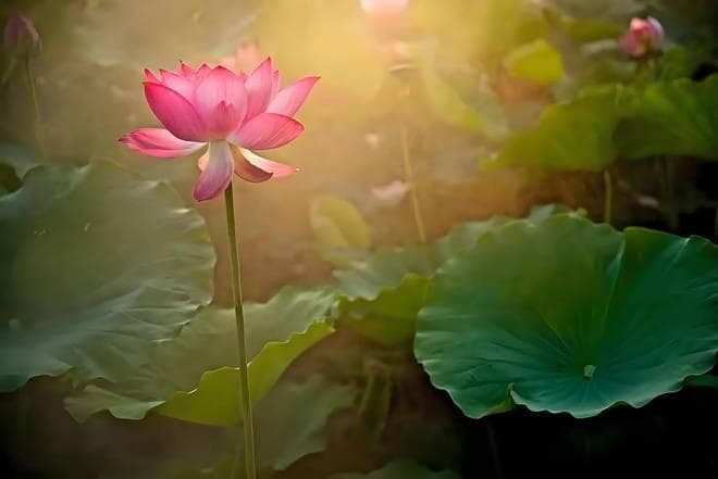 荷之颂：清逸独立，淤泥不染的诗意礼赞——李园白《荷》赏析