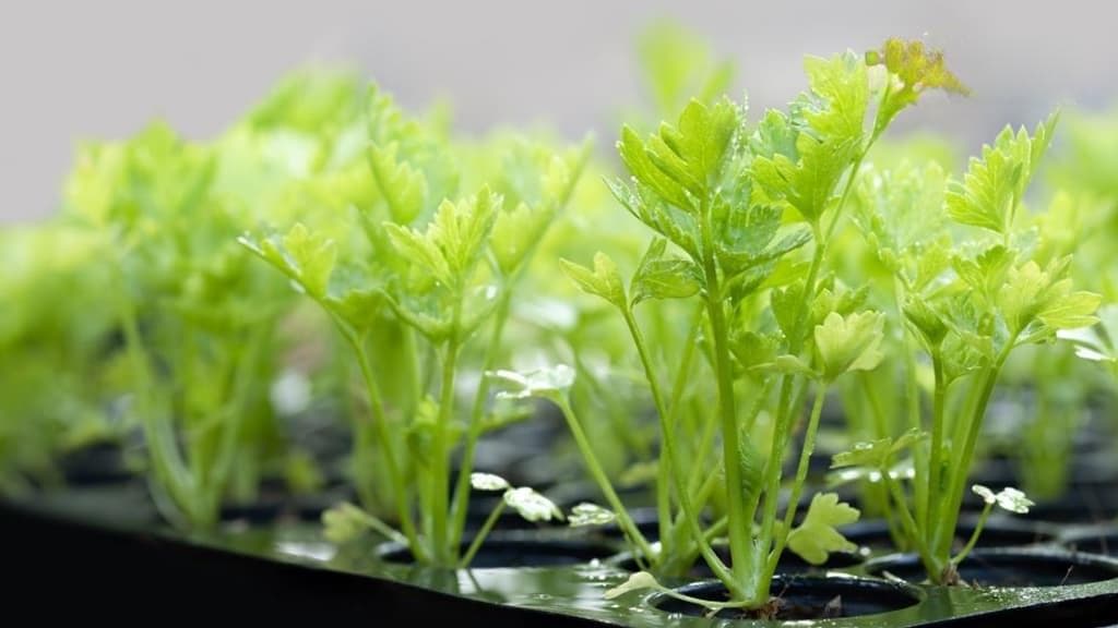 香菜的四大健康功效：从提升免疫力到预防骨质疏松