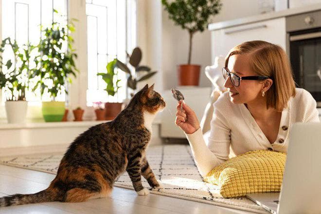 猫咪怎么驱虫？猫咪的正确驱虫方法