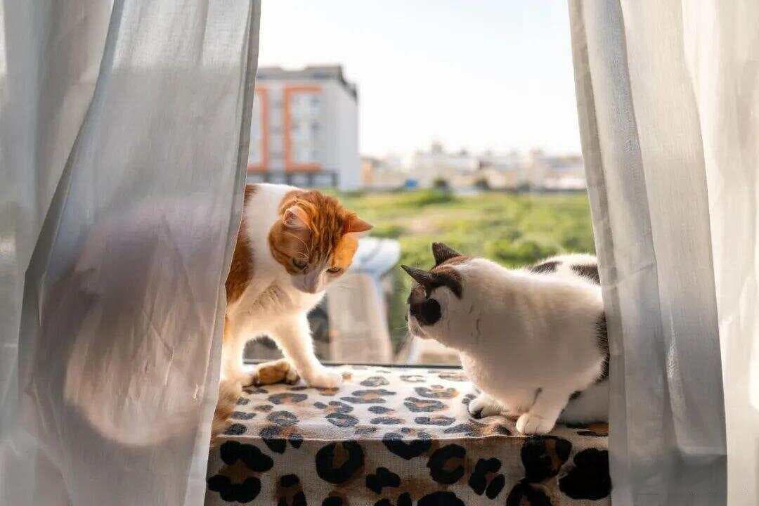 【原】猫咪死后“不能埋”真or假？破除谣言：猫咪离世埋葬之惑真相揭秘