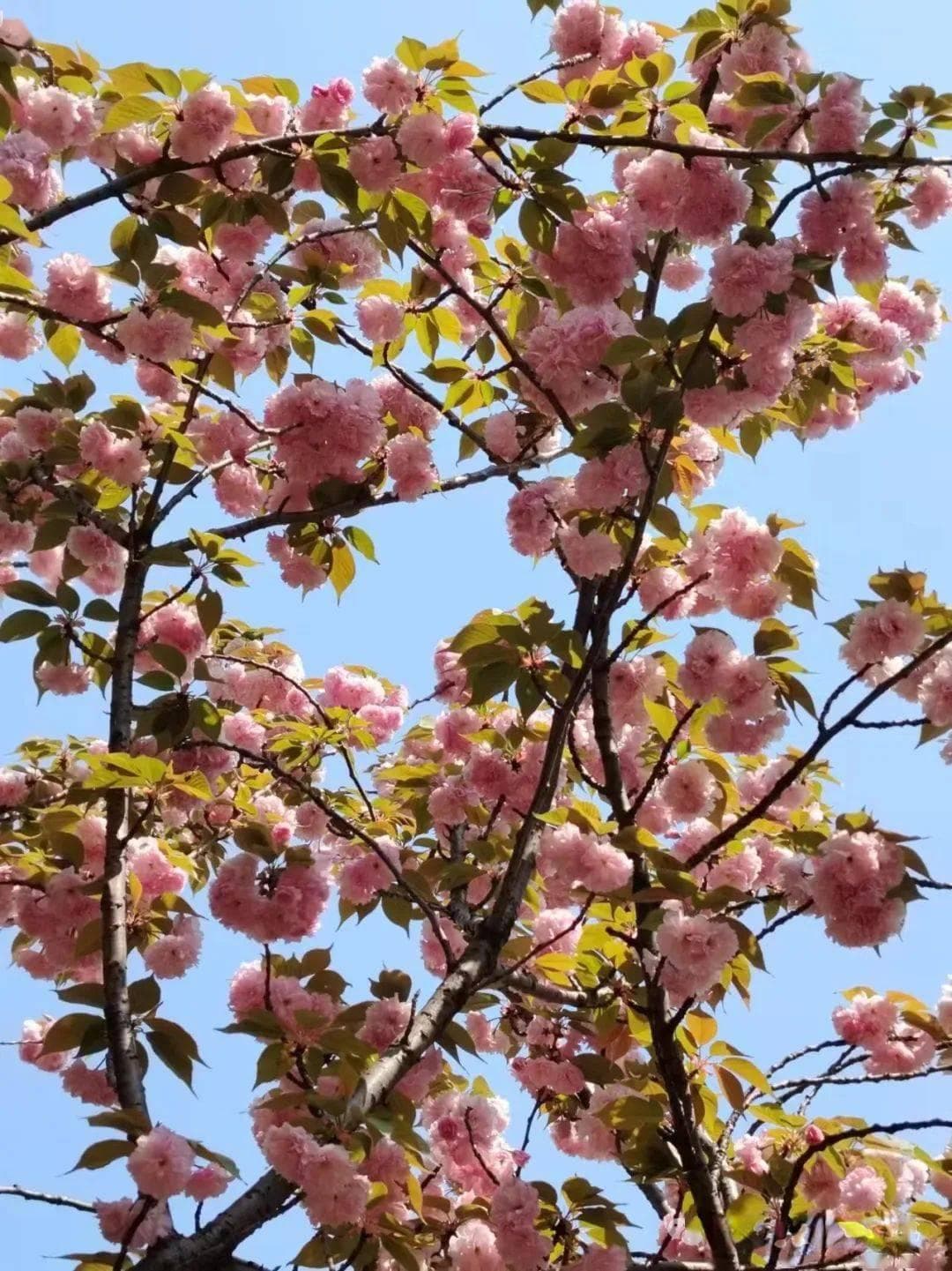 秦观 | 有情芍药含春泪，无力蔷薇卧晓枝