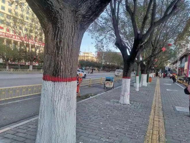苗木为什么涂白？怎么涂？