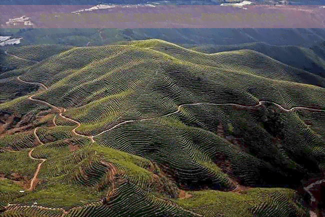 全球顶级红茶产地排名：详细指南与比较，助您选购最适合的红茶