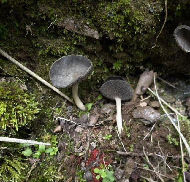 不愧是“野生菌王国”！云南“真菌家族”新添两位成员