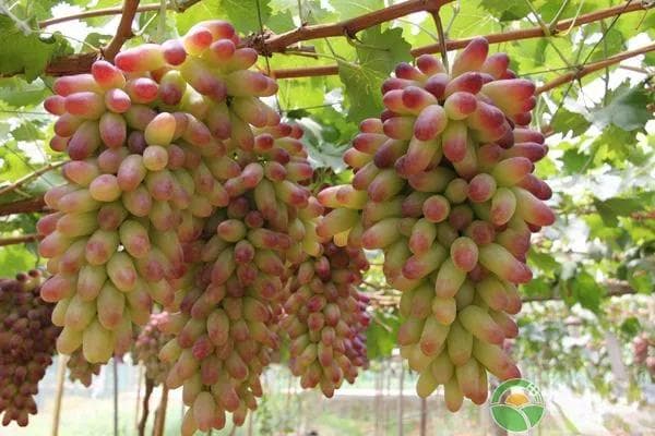葡萄的种植方法及管理技术