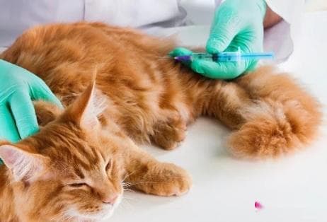 怎么判断猫有没有带狂犬病毒