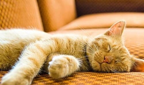 猫咪欢乐互动指南：从清晨到夜晚的温馨时光