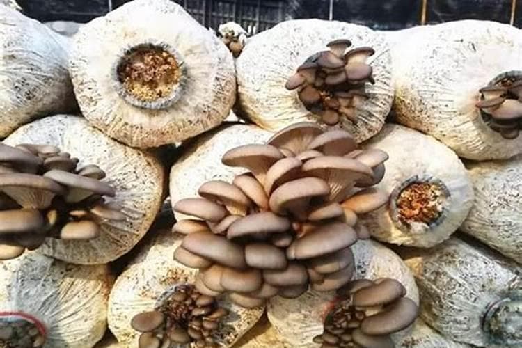 冬季食用菌种植技术要点详解