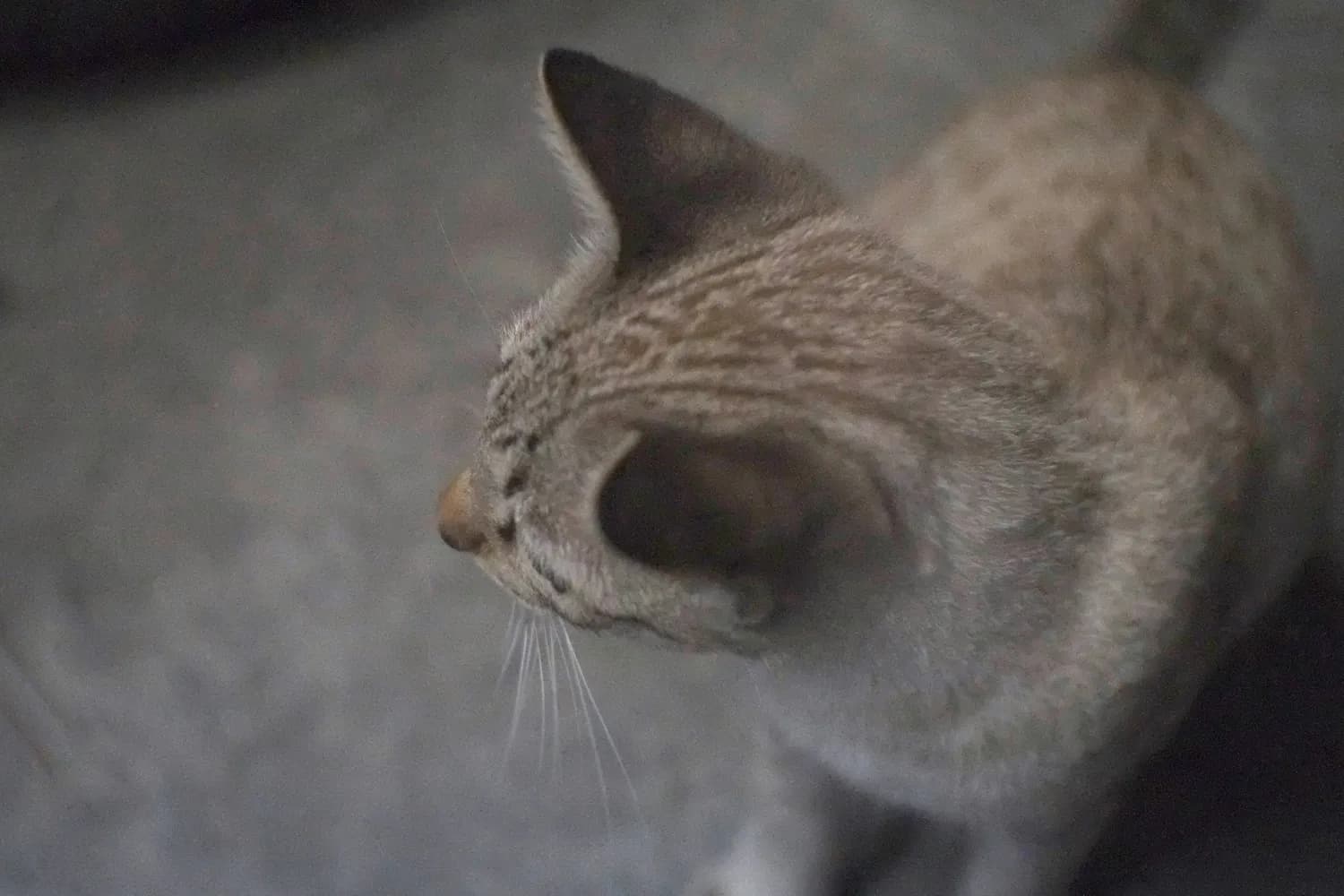 揭秘：动漫人脸竟是按照猫脸画的，这种设计有何玄机？