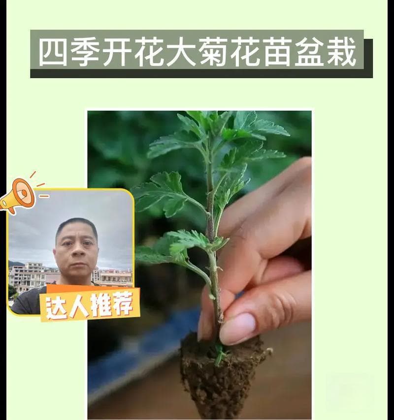 培育一盆健康的菊花（如何种植和护理菊花，让它们茁壮成长）