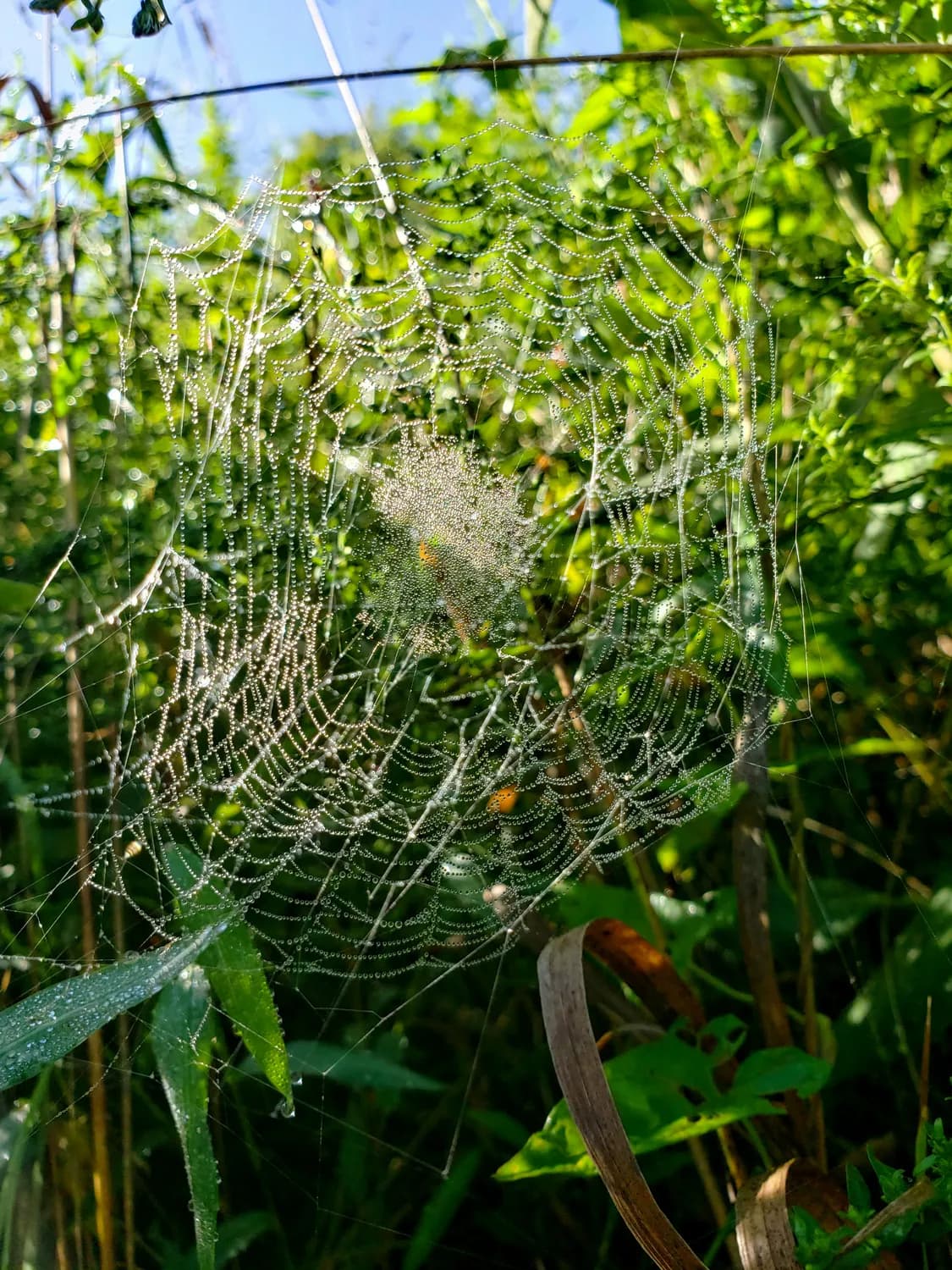 植物防御机制研究新突破：从抗氧化到生长权衡