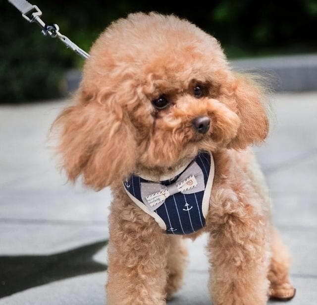 泰迪犬为什么会“褪色”，有这7个原因