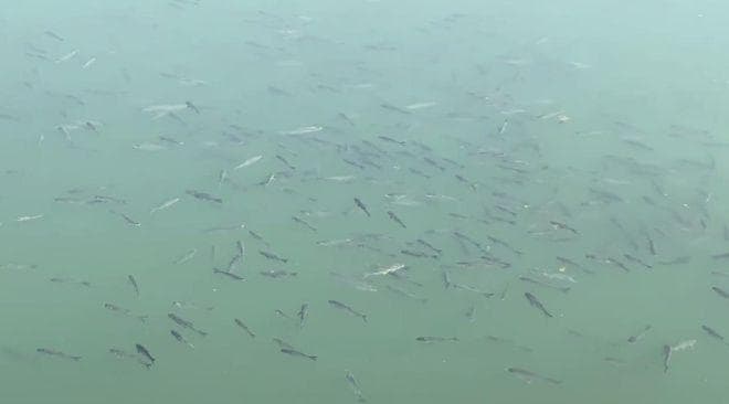 武汉东湖现大量鱼群聚集浮头，专家：或与放生不当有关