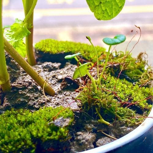 室内苔藓种植攻略：光照强度120lux最适宜