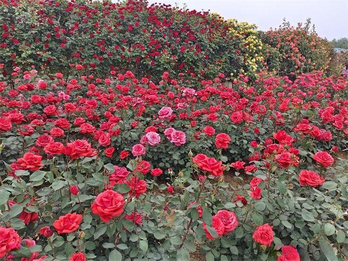 8个花园种植入门技巧，送给设计师与爱好者