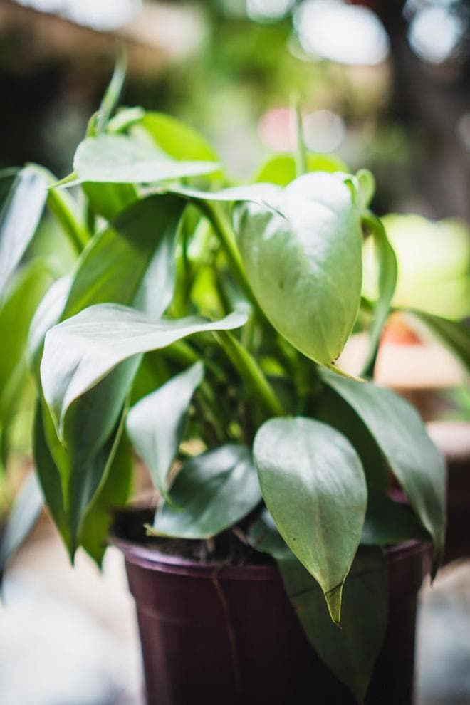 适合室内阴暗环境的四种植物：绿萝、龟背竹、白掌和虎皮兰