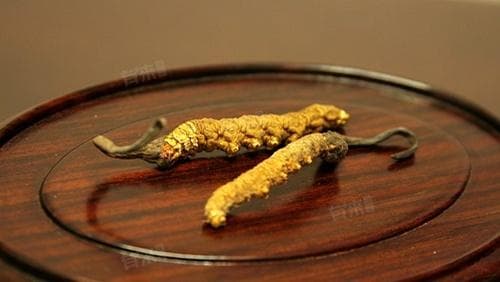 冬虫夏草的功效与作用及禁忌