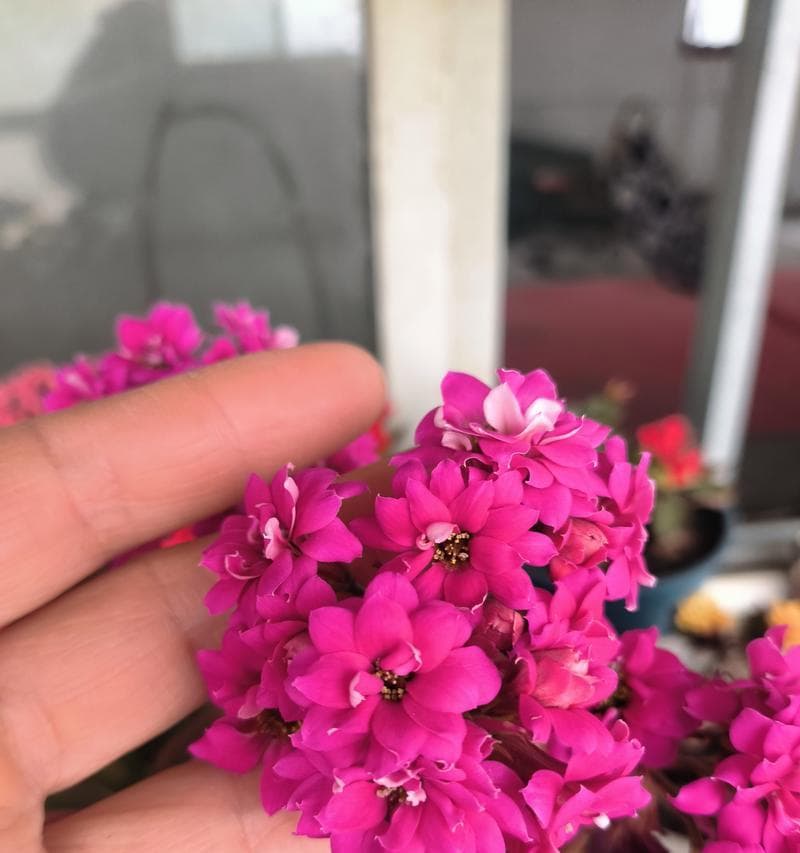 长寿花扦插的最佳时间（了解长寿花的生长周期和扦插技巧，让你轻松种植长寿花）